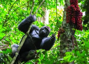 5 Days Gorilla & Chimpanzee Safari