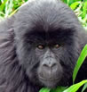 Bwindi Gorilla Trekking