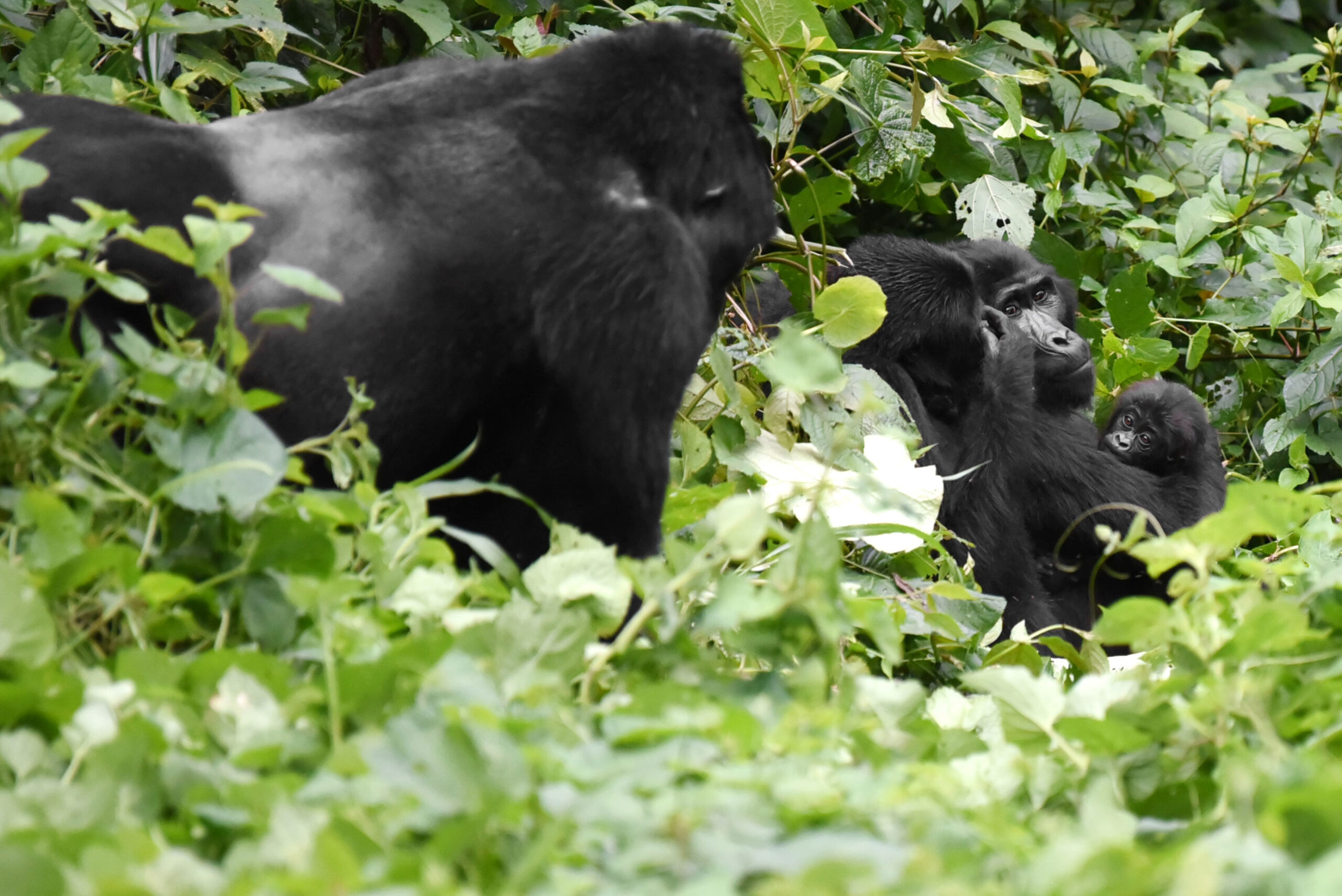 A Guide To Booking Car Rental in Uganda Plus Gorilla Permit