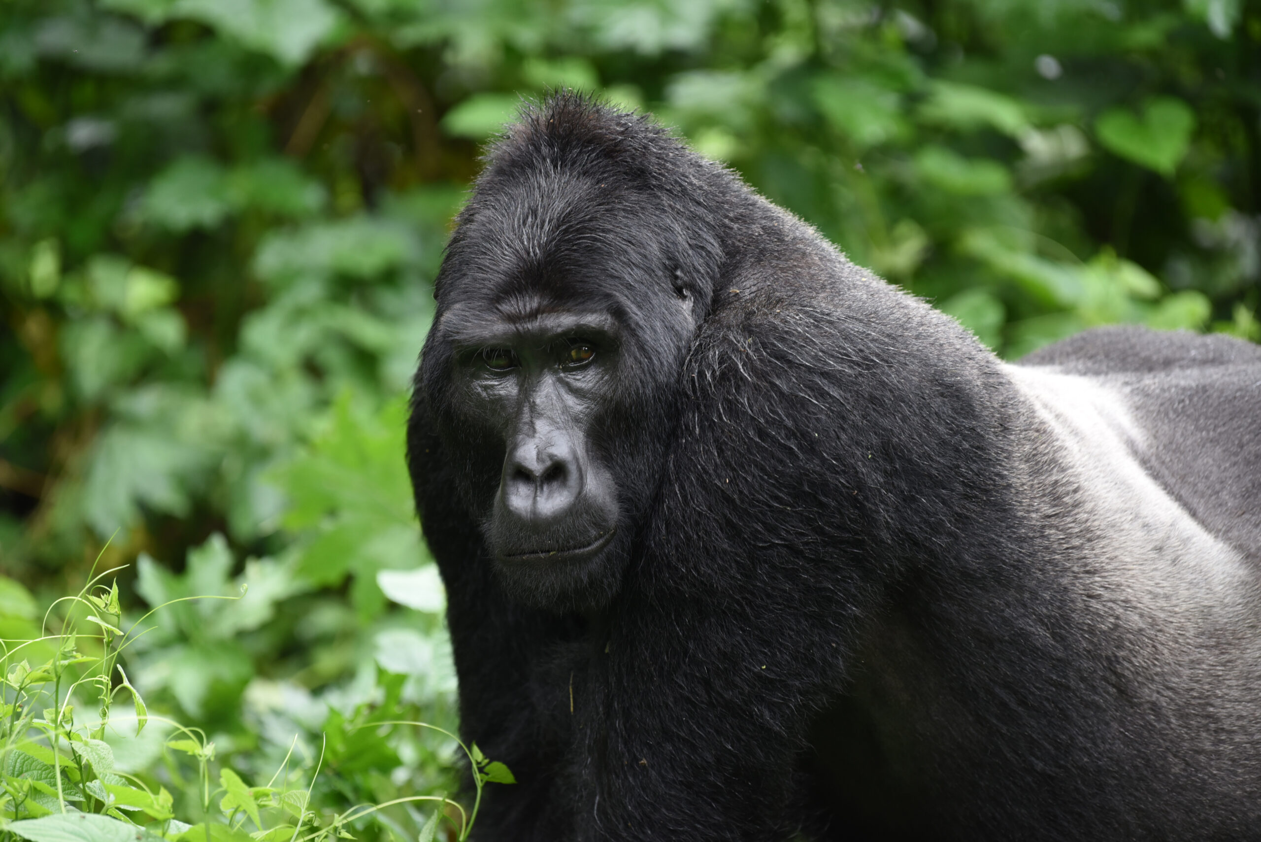 Explore Uganda with Reliable Car Hire in Kampala