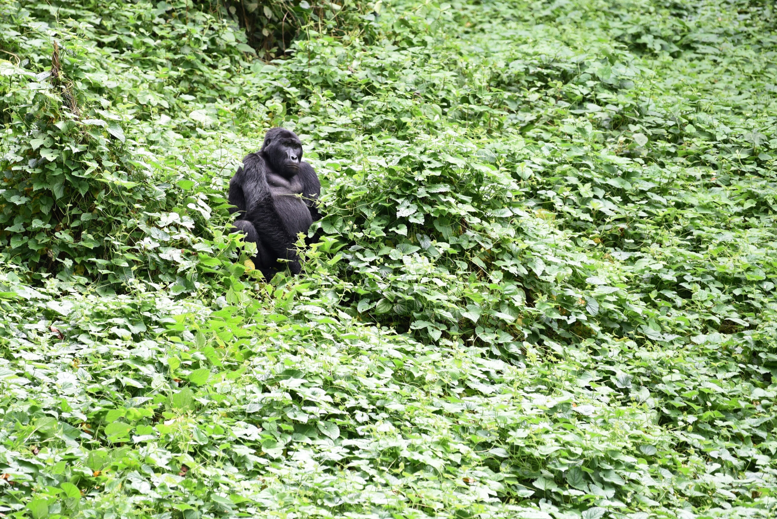 Gorilla Safari Uganda: Your Complete Guide to an Unforgettable Adventure | 4×4 Car Hire Kampala.